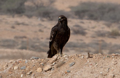 Kiljukotka Greater Spotted Eagle Aquila clanga immature about 3cy