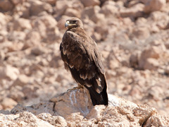 Arokotka Aquila nipalensis Steppe Eagle subadult about third plumage