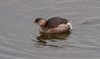 Pikku-uikku Tachybaptus ruficollis Little Grebe