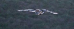 Tornipöllö Tyto alba Barn Owl