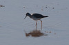 Keltajalkaviklo Tringa flavipes Lesser Yellowlegs