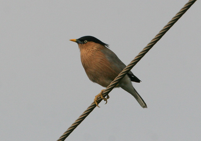 Bramiinikottarainen Sturnus pagodarum Brahminy Starling