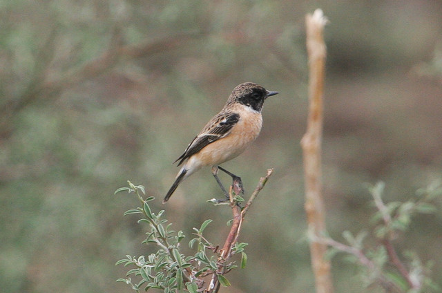 Idänpensastasku Saxicola maurus ssp maurus/indicus Eastern Stonechat male