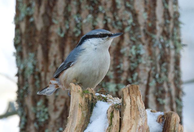 Pähkinänakkeli Nuthatch Sitta europaea ssp europaea 18.2.2012