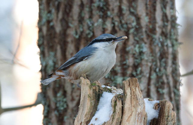 Pähkinänakkeli Sitta europaea europaea Nuthatch 18.2.2012