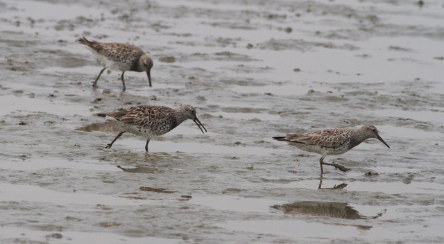 Vuorisirri Caliris tenuirostris Great Knot 