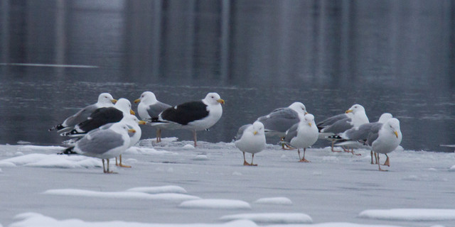 Merilokki Greater Black-backed Gull Larus marinus