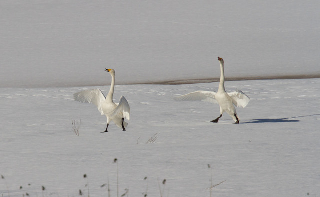 Laulujoutsen Cycnus cycnus Whooper Swan