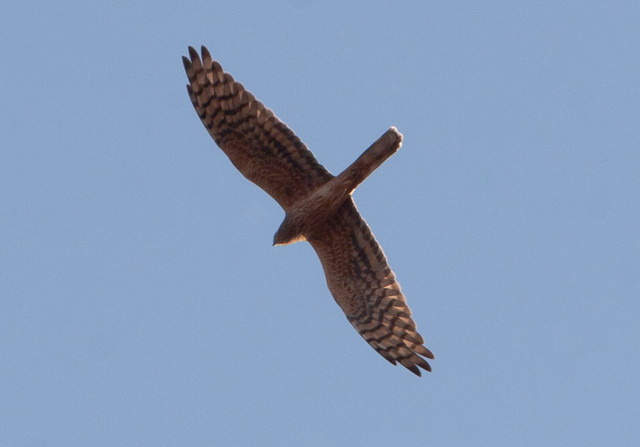 Niittysuohaukka Circus pygarcus Montagus´s Harrier adult female