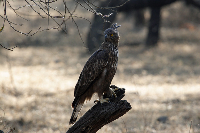 Jalokotka Spizaetus cirrhatus Changeable Hawk-eagle