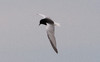 Valkosiipitiira Chlidonias leucopterus White-winged Tern adult summer