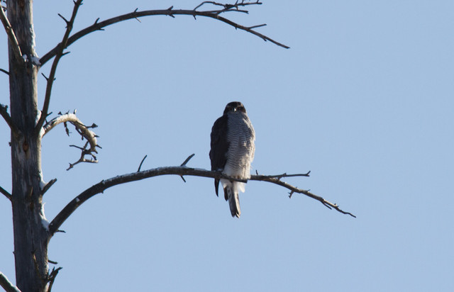 Kanahaukka Goshawk Accipiter gentilis adult