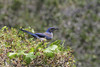 Päivän shotti: 8.4.2012 Isopensasnärhi Aphelocoma insularis Island Scrub-Jay