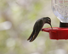 Päivän shotti: sinikurkkukolibri Blue-throated Hummingbird Lampornis clemenciae 13.4.2012 male in feeder