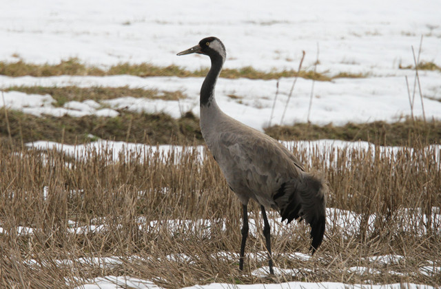 Kurki Common Crane Grus grus