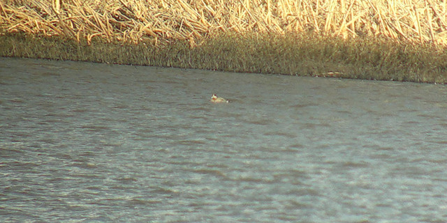 Jouhisorsa x Haapana? Hybrid Pintail x Eurasian Wigeon? Male, phonescoping