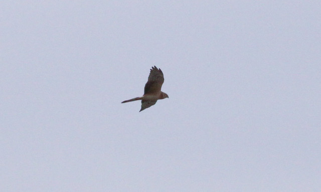 Arosuohaukka Circus macrourus Pallid Harrier 2cy 4.5.2012