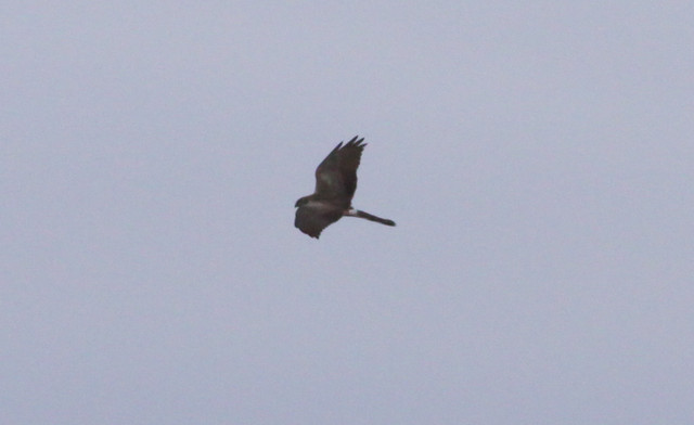 Arosuohaukka Circus macrourus Pallid Harrier 2cy 4.5.2012