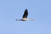 Kurki Common Crane Grus grus