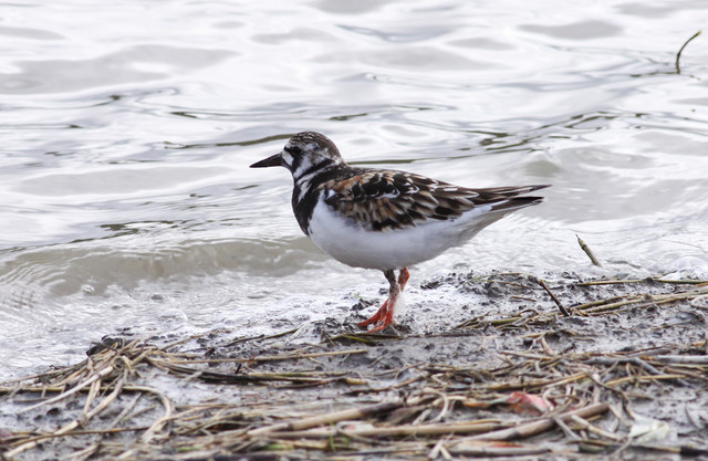 Karikukko Arenaria interpres Turnstone