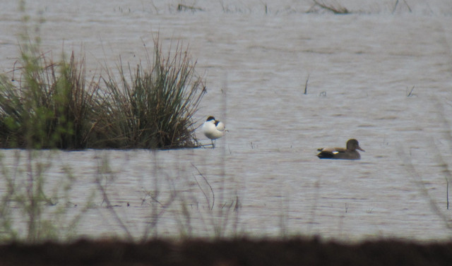 Avosetti Recurvirostra avocetta Avocet 12.5.2012