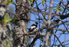 Kirjosieppo x sepelsieppo Collaris Flycatcher x Pied 2cy male 13.5.2012