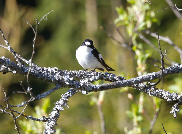 Kirjosieppo x sepelsieppo Collared x Pied Flycatcher  Ficedula hypoleuca x albicollis 2cy male