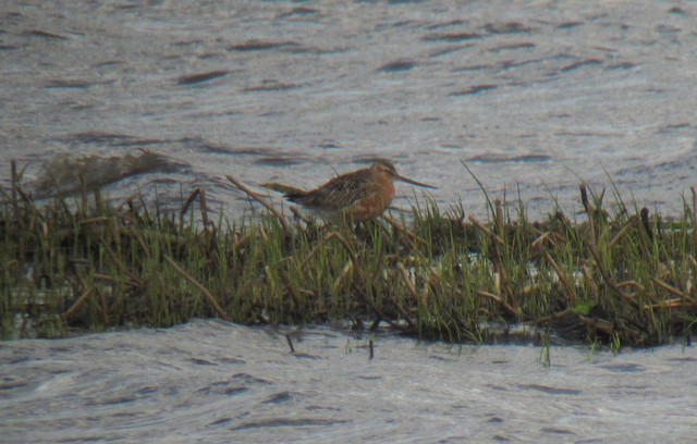 Punakuiri Limosa lapponica Bar-tailed Godwit