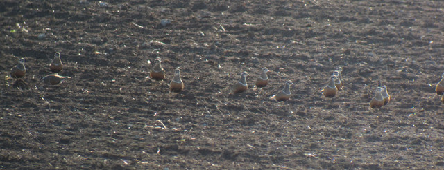 Keräkurmitsa Charadrius morinellus Dotterel 19.5.2012