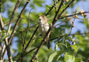 Viitakerttunen Acrocephalus dumetorum Blyth´s Reed Warbler singing male