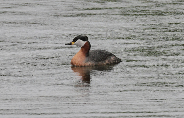 Härkälintu Podiceps grisegena Red-necked Grebe