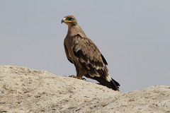 Arokotka Steppe Eagle Aquila nipalensis subadult