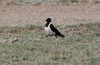 Idännaakka Corvus dauuricus Siberian Jackdaw adult