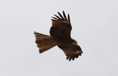 Haarahaukka Milvus migrans Black Kite ssp lineatus