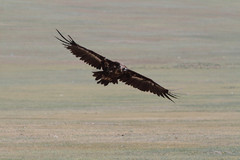 Munkkikorppikotka Black Vulture Aegypius monachus