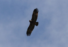 Arokotka Steppe Eagle Aquila nipalensis older subadult/younger adult