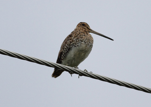 Taivaanvuohi Gallinago gallinago Common Snipe