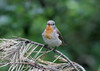 Pikkusieppo Ficedula parva Red-breasted Flycatcher male +3cy