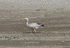 Tiibetinhanhi Anser indicus Bar-headed Goose adult