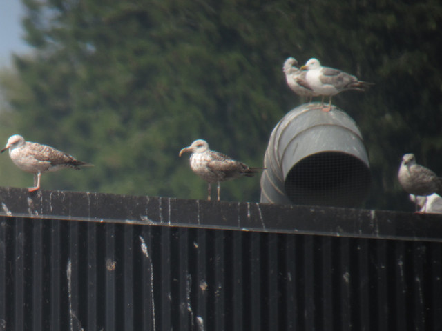 Harmaalokki Larus argentatus Herring Gull 2cy with anomalous bill