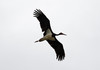 Mustahaikara Black Stork Ciconia nigra 
