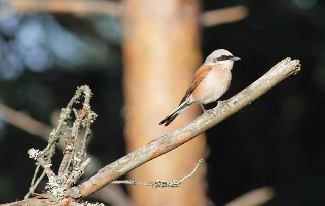 Pikkulepinkäinen Lanius collurio Red-backed Shrike male