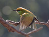 Pikkumehiläissyöjä Merops orientalis Little Green Bee-eater