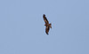 Haarahaukka Black Kite Milvus migrans adult-type