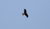 Haarahaukka Black Kite Milvus migrans 