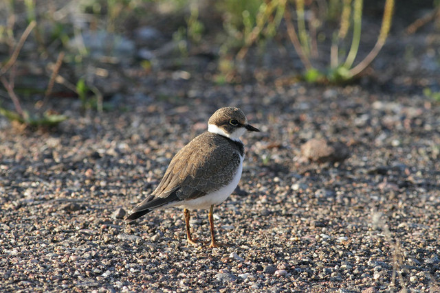 Pikkutylli Charadrius dubius Little Ringed Plover 1cy