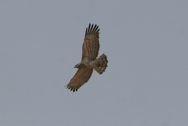 Käärmekotka Circaetus gallicus Short-toed Eagle