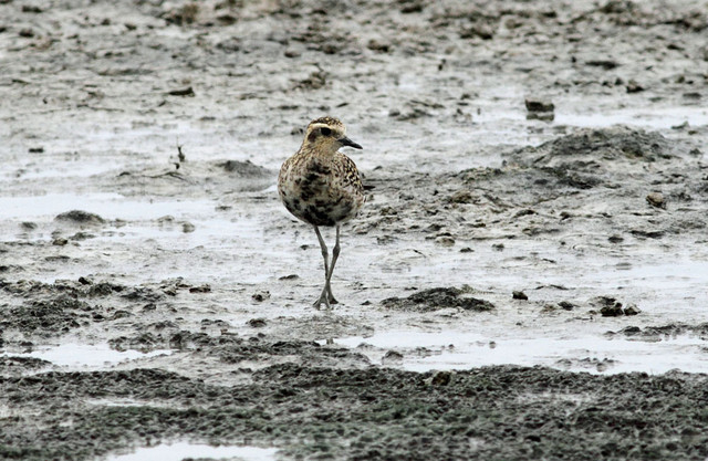 Siperiankurmitsa Pluvialis fulva Pacific Golden Plover +1cy in transient plumage