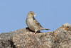Kalliovarpunen Petronia petronia Rock Sparrow adult