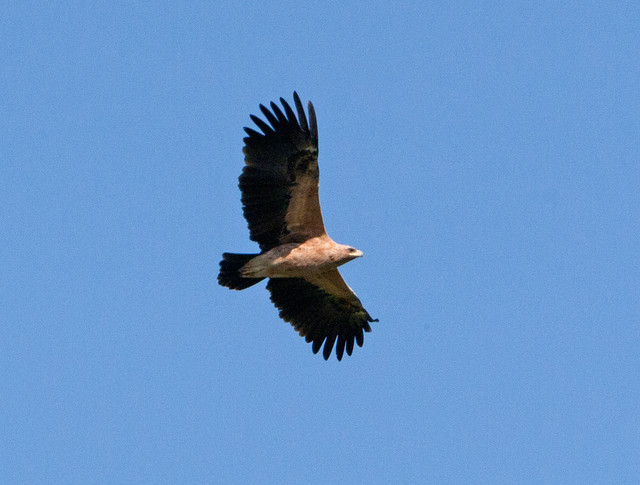 Kiljukotka Greater Spotted Eagle Aquila clanga fulvescens-type